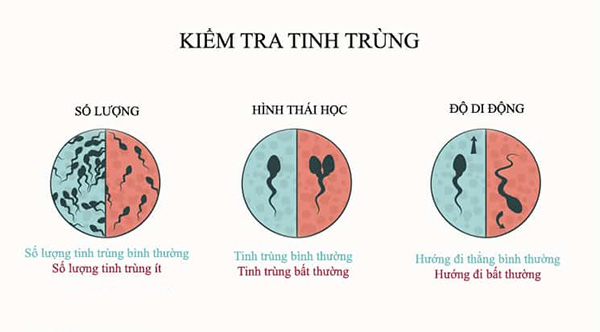 Tinh trùng yếu là gì? Những biểu hiện của tinh trùng yếu nam giới cần biết